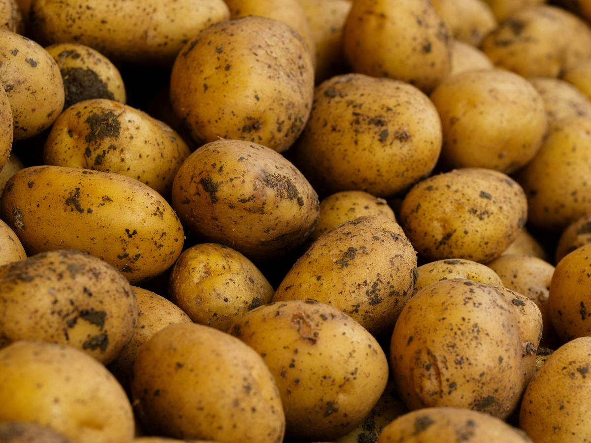 hoss tools potato growing guide showing a rustic kitchen counter with fresh potatoes, soil traces, and a durable swivel-blade peeler